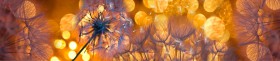Кухонный фартук Мерцание Одуванчики золотистые 3 серебро в Тюкалинске - tyukalinsk.katalogmebeli.com | фото 1