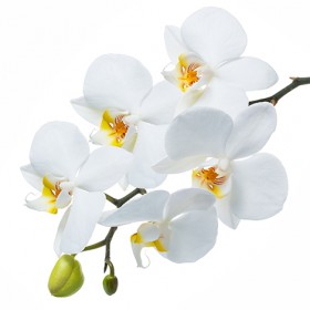Стол обеденный Танго белый/Орхидея в Тюкалинске - tyukalinsk.katalogmebeli.com | фото 3